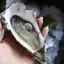 Oysters with Cheese