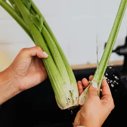 Cream of Celery Soup