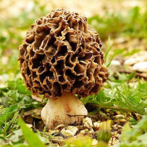 Morels in Sour Cream